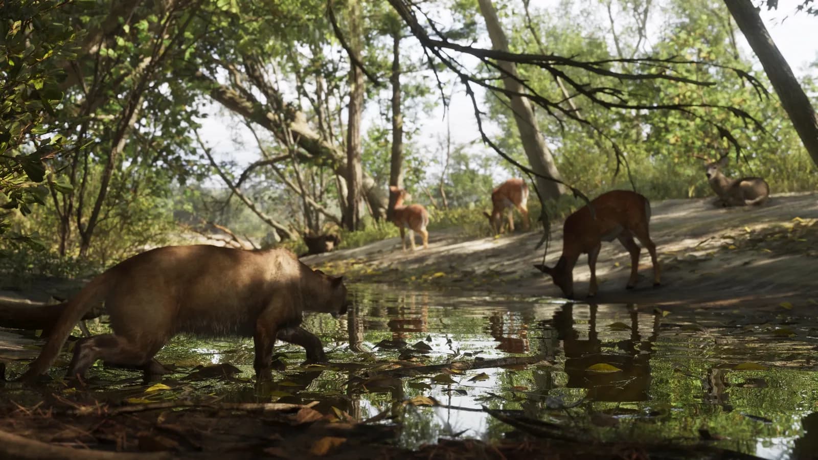 A cougar stalking deer drinking from a stream in Mount Kalaga National Park.